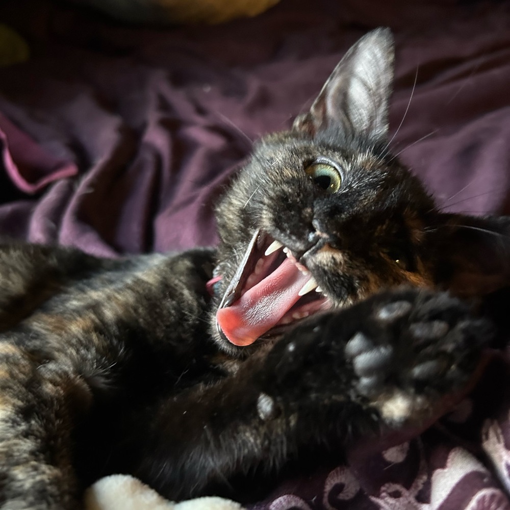 Meet your Posher, Missy